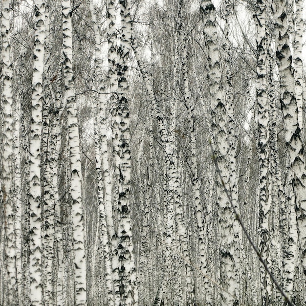 Foto nahaufnahme von birken im wald