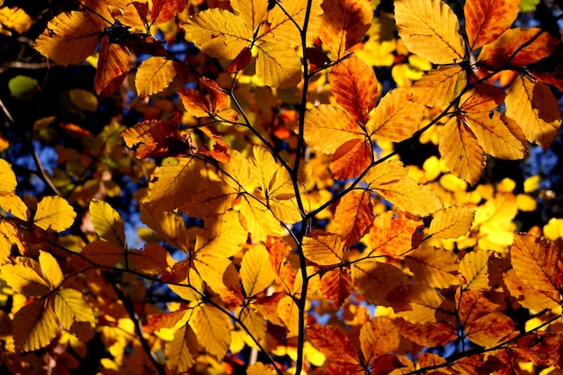 Nahaufnahme von Blättern auf Bäumen im Herbst
