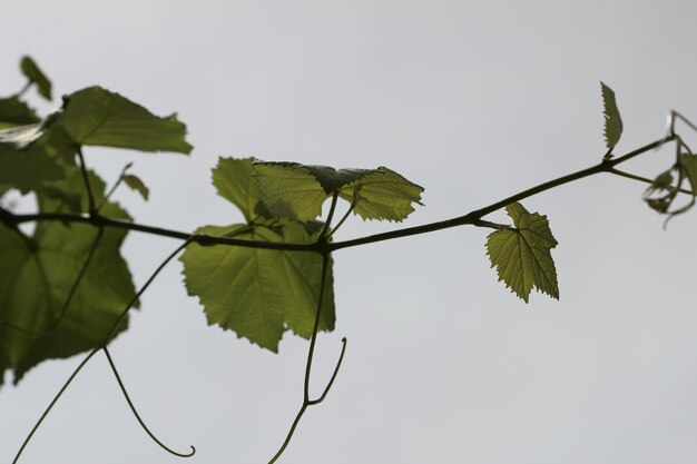 Foto nahaufnahme von blättern, die auf einer pflanze gegen den himmel wachsen