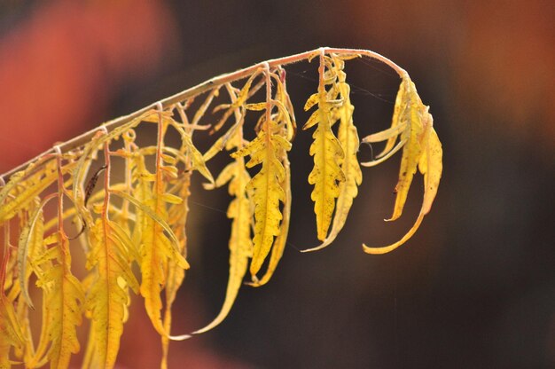 Foto nahaufnahme von blättern im herbst