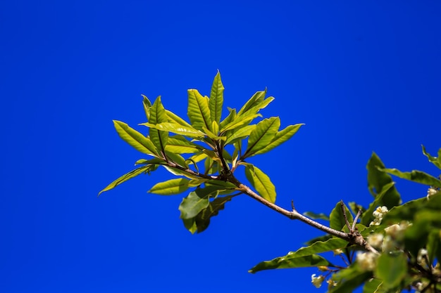 Foto nahaufnahme von blättern vor klarem blauen himmel