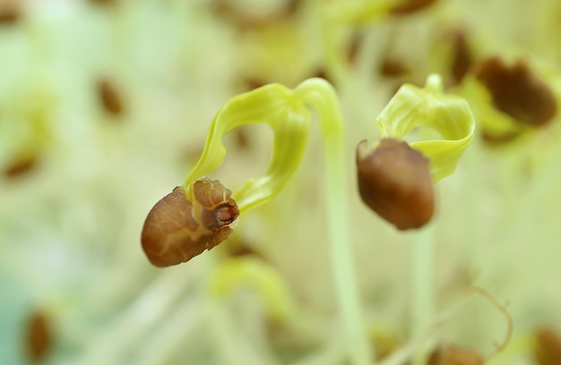 Nahaufnahme von blassgrünen Wasserspinat-Sämlingen mit ihrem ersten Blatt und Samenmantel
