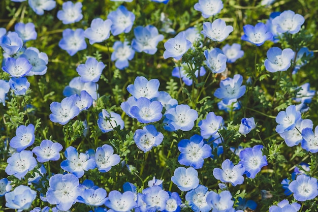 Foto nahaufnahme von blau blühenden pflanzen