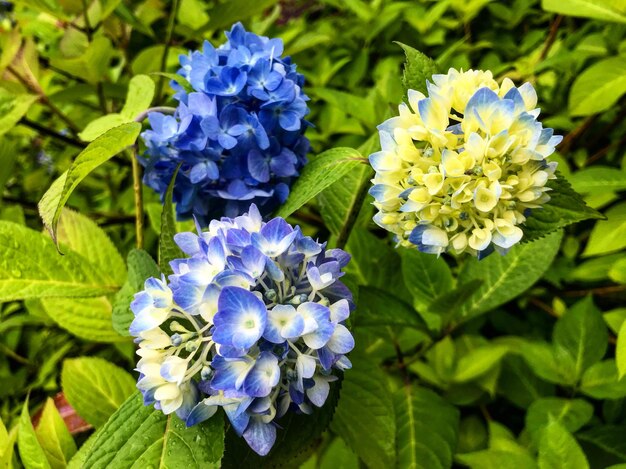 Foto nahaufnahme von blau blühenden pflanzen