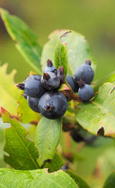 Foto nahaufnahme von blaubeeren, die auf einem baum wachsen