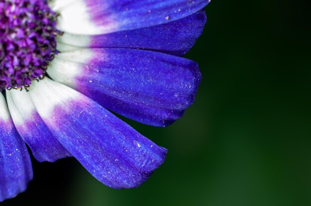 Nahaufnahme von blauen Blütenblättern