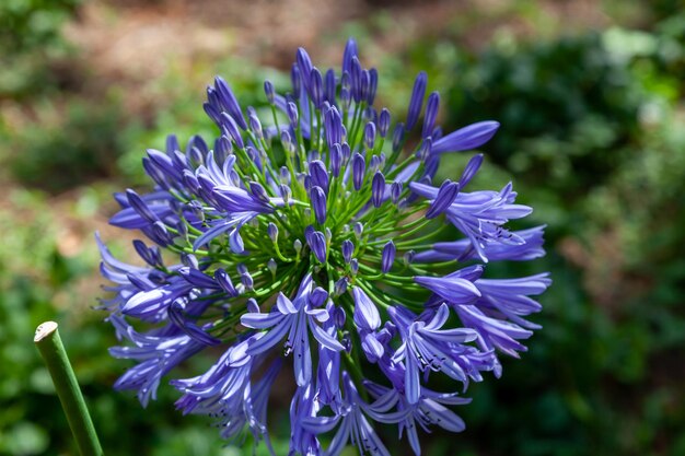 Foto nahaufnahme von blauen blumen