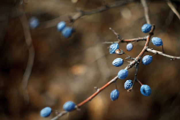 Nahaufnahme von blauen Geißblattbeeren auf bloßen Niederlassungen im Herbst