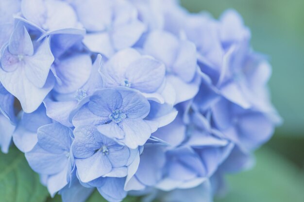 Nahaufnahme von blauen Hortensieblüten