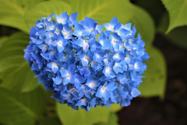 Foto nahaufnahme von blauen hortensieblüten