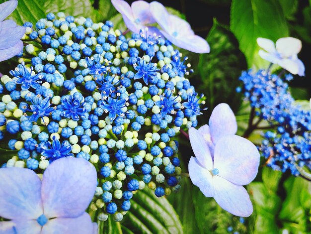 Nahaufnahme von blauen Hortensieblüten