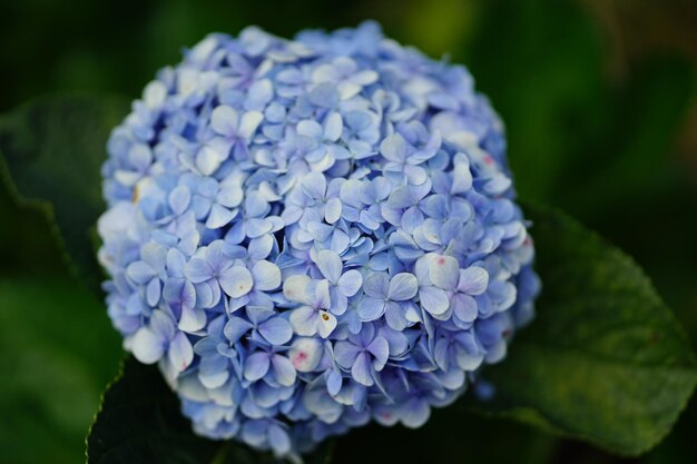 Nahaufnahme von blauen Hortensieblüten