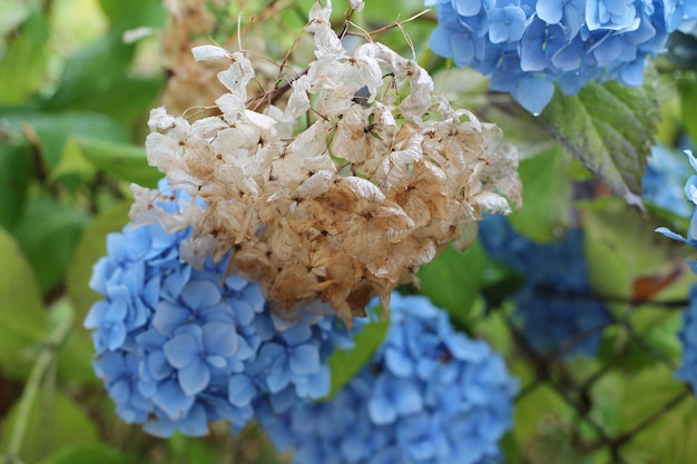 Nahaufnahme von blauen Hortensieblüten