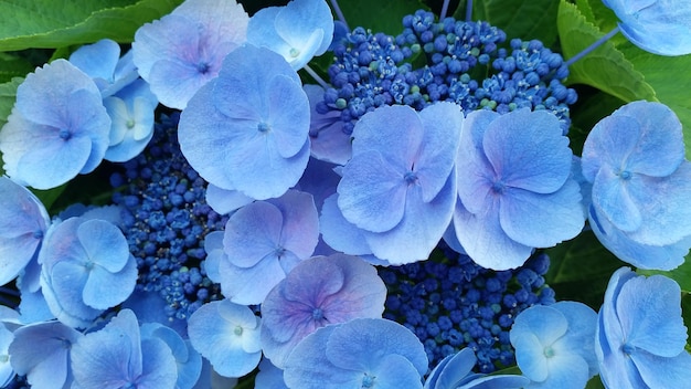 Nahaufnahme von blauen Hortensien, die im Park blühen