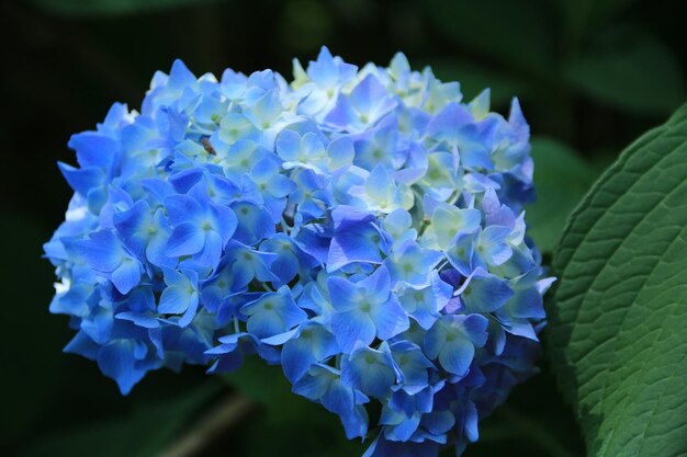 Foto nahaufnahme von blauen hortensienblüten