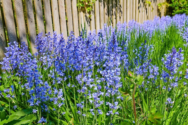 Nahaufnahme von blauen Kent-Glockenblumen, die auf grünen Stängeln in einem privaten und abgelegenen Hausgarten wachsen und blühen Strukturiertes Detail von gewöhnlichen Bluebell- oder Campanula-Pflanzen, die im Hinterhof blühen und blühen