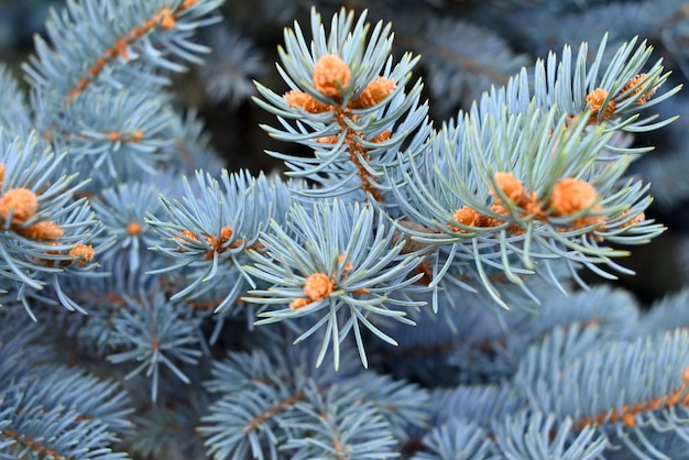 Nahaufnahme von blauen Kiefernnadeln