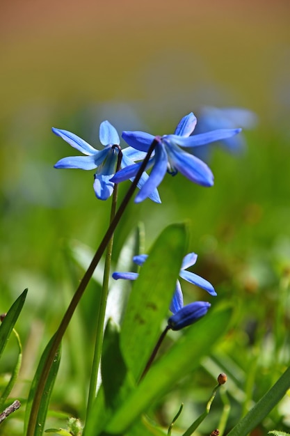 Foto nahaufnahme von blauen krokusblumen, die im freien blühen