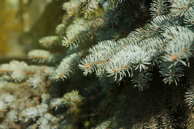 Nahaufnahme von Blaufichtenzweigen mit dem wissenschaftlichen Namen Picea pungens ist eine Art von Fichten. Natürlicher Hintergrund für Kreativität. Selektiver Fokus. Bild für Website oder Banner. Platz kopieren