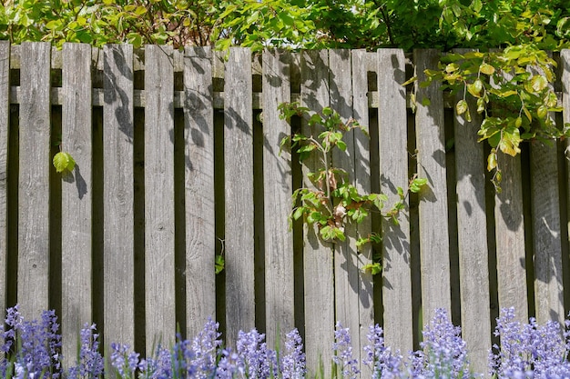 Nahaufnahme von Bluebell wächst in einem grünen Garten im Sommer mit einem hölzernen Tor Hintergrund Details von frischen blauen Blumen in Harmonie mit der Natur ruhiges wildes Blumenbeet in einem ruhigen Zen-Hinterhof