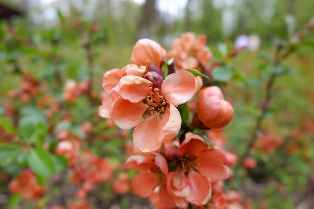 Foto nahaufnahme von blühenden blumen im park