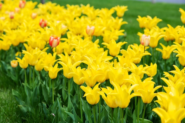 Nahaufnahme von blühenden gelben Tulpen Der Hintergrund jedoch unscharf