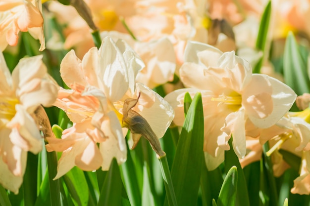 Nahaufnahme von blühenden Narzissenblumen. Natürlicher Hintergrund.