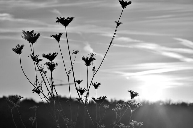 Foto nahaufnahme von blühenden pflanzen auf dem feld gegen den himmel