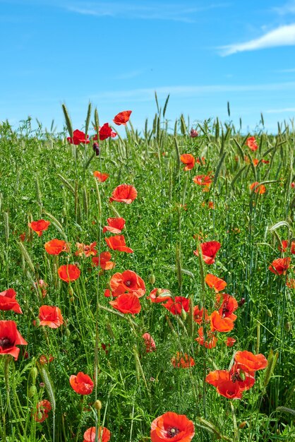 Nahaufnahme von blühenden Pflanzen auf dem Feld gegen den Himmel