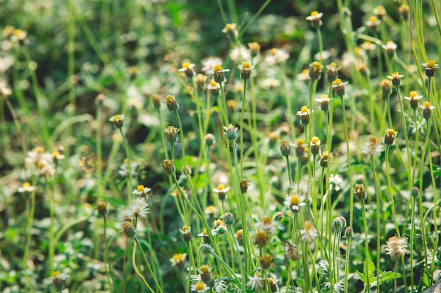 Foto nahaufnahme von blühenden pflanzen, die auf dem feld wachsen