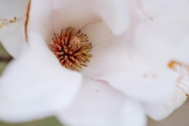 Nahaufnahme von blühenden rosa Magnolienblüten Frühlingshintergrund Foto in hoher Qualität