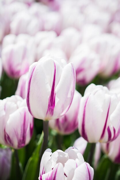 Foto nahaufnahme von blühenden tulpen im park