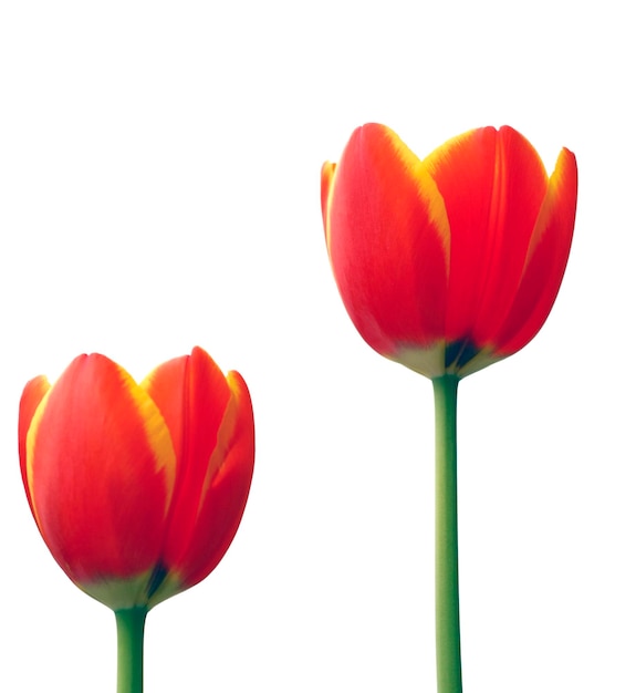 Nahaufnahme von blühenden Tulpen vor weißem Hintergrund