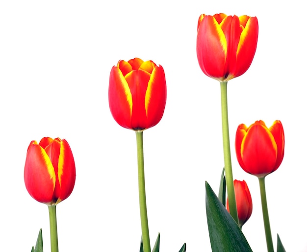 Nahaufnahme von blühenden Tulpen vor weißem Hintergrund