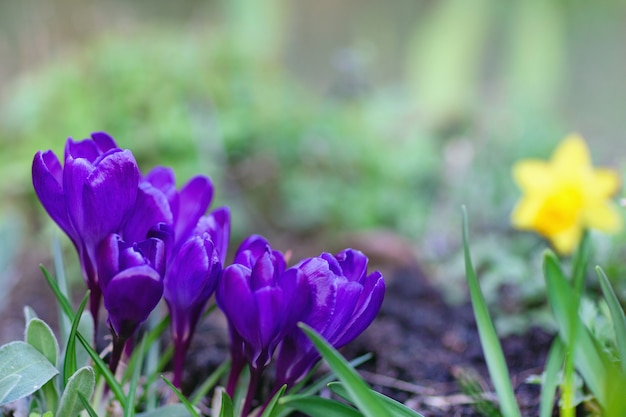 Nahaufnahme von blühenden violetten Krokussen, erste Frühlingsblumen