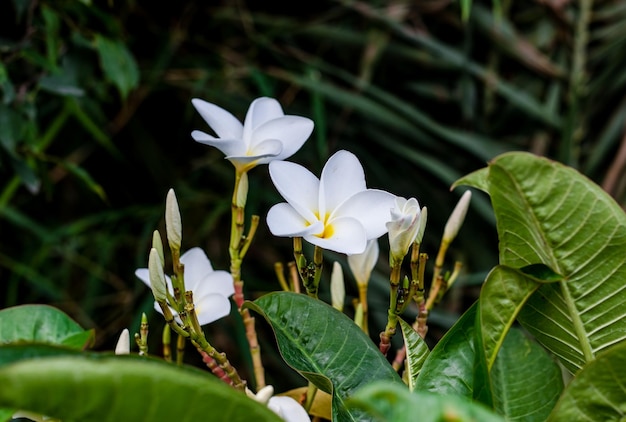 Nahaufnahme von blühenden weißen Plumeria-Blumen im Garten