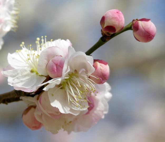 Nahaufnahme von Blüten, die im Freien blühen