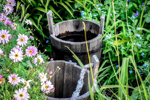 Nahaufnahme von Blütenpflanzen am Wasser