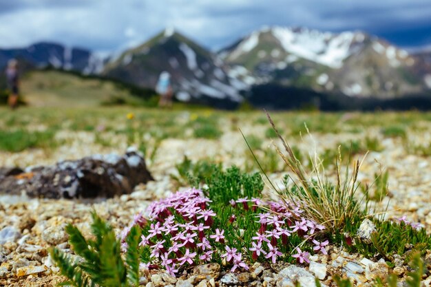 Foto nahaufnahme von blütenpflanzen an land