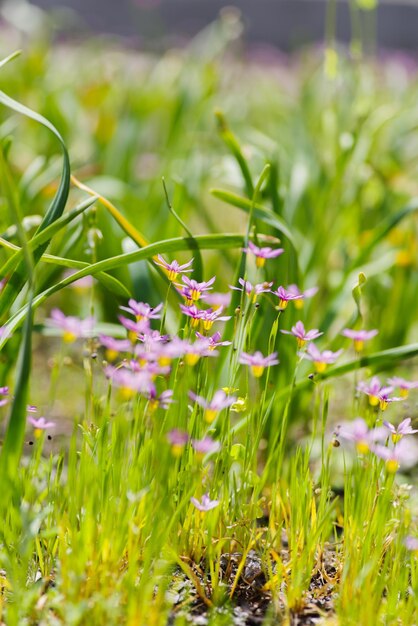 Foto nahaufnahme von blütenpflanzen auf dem feld