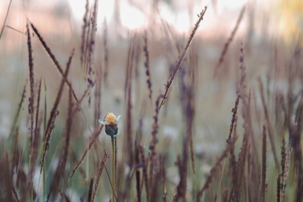 Foto nahaufnahme von blütenpflanzen auf dem feld