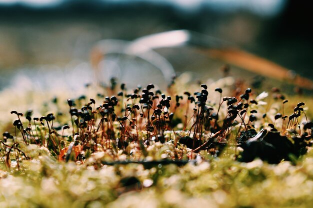 Foto nahaufnahme von blütenpflanzen auf dem feld