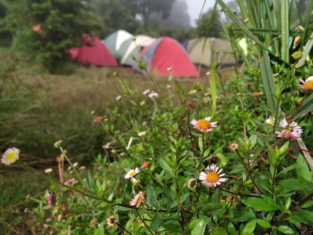 Foto nahaufnahme von blütenpflanzen auf dem feld