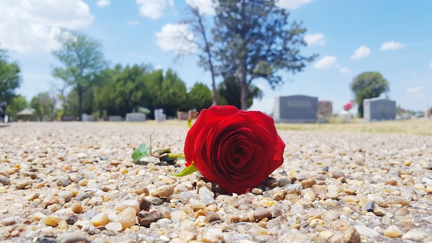 Nahaufnahme von Blumen auf dem Feld