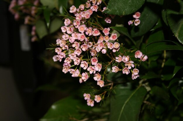 Foto nahaufnahme von blumen auf einem baum