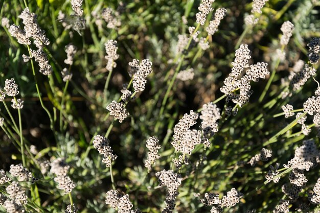 Foto nahaufnahme von blumen auf einem zweig