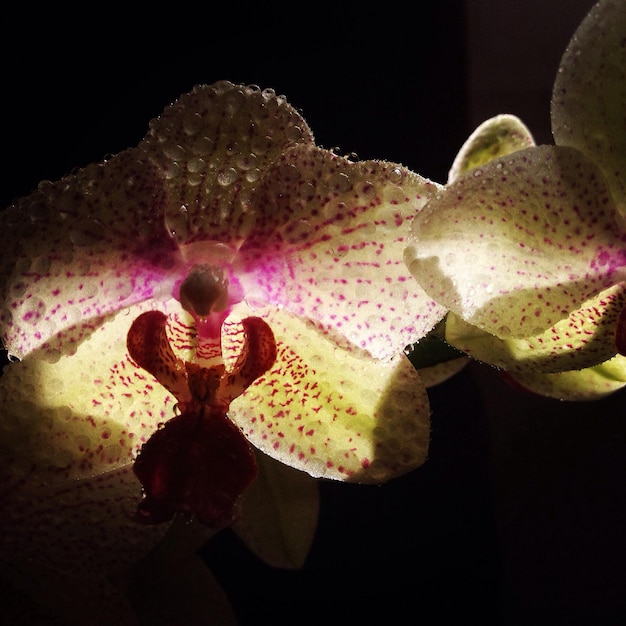 Foto nahaufnahme von blumen auf schwarzem hintergrund