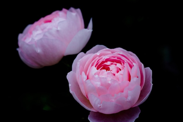 Nahaufnahme von Blumen auf schwarzem Hintergrund