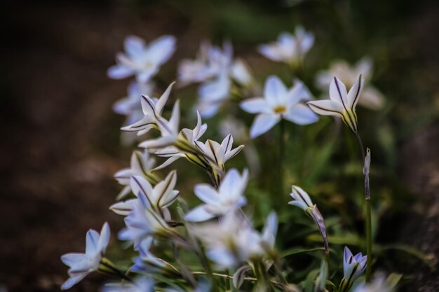 Foto nahaufnahme von blumen, die auf dem feld blühen