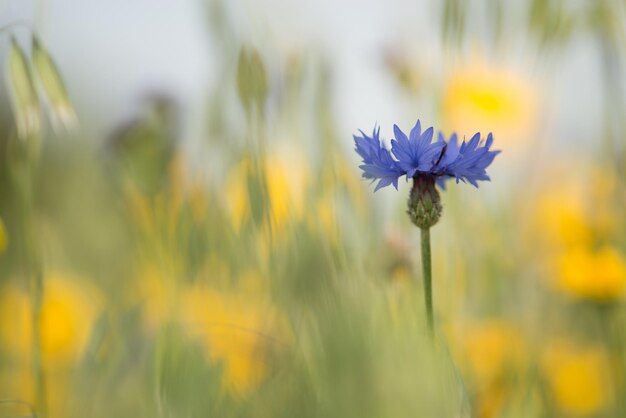 Foto nahaufnahme von blumen, die auf dem feld gegen den himmel blühen